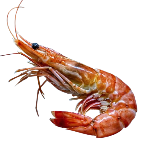 shampoo, conditioner & facewash packs