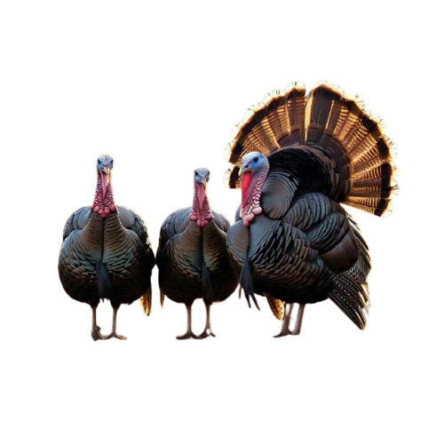 men's leather formal wear shoes